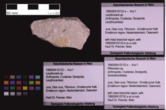 Foto (Objekt + Etiketten) von Lecythocaris sp. (NHMW-GEO-1990-0041-0133a)